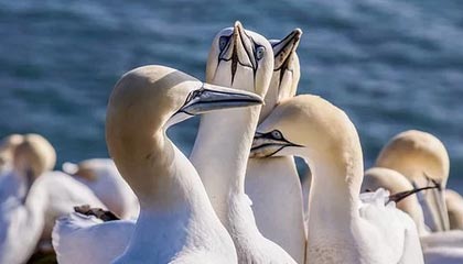 乐鱼体育App下载-英格兰客场不敌苏格兰，遭遇欧锦赛小组赛失利，欧州杯英格兰对苏格兰