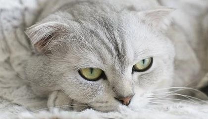 LEYU SPORTS中国官方网站-步行者完封凯尔特人，全明星赛前哨战中哈利伯顿锁死对手，2019季后赛步行者对凯尔特人